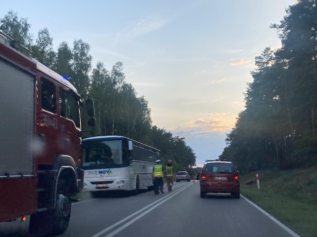 W miejscowości Zbójna w powiecie łomżyńskim doszło do nietypowej kolizji drogowej. Autobus potrącił przebiegającego łosia.
