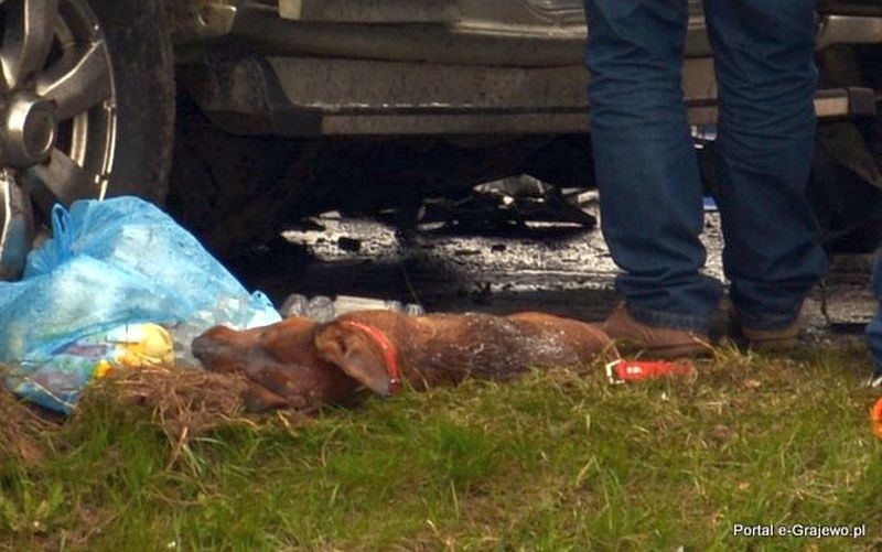 Wypadek śmiertelny na trasie Grajewo - Łomża. Kierowca osobówki zginął na miejscu (zdjęcia, wideo)