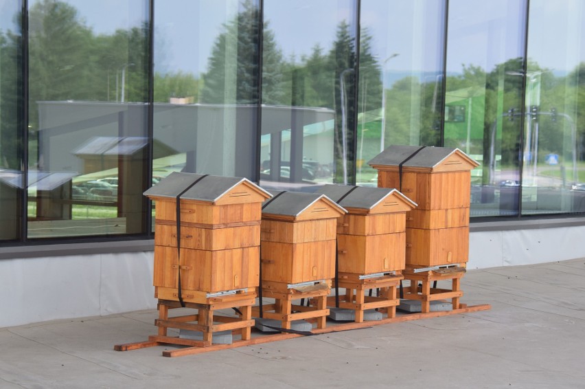 Pszczoły zamieszkały na dachu galerii VIVO! Krosno. Rocznie wyprodukują około 100 kilogramów miodu [ZDJĘCIA, WIDEO]