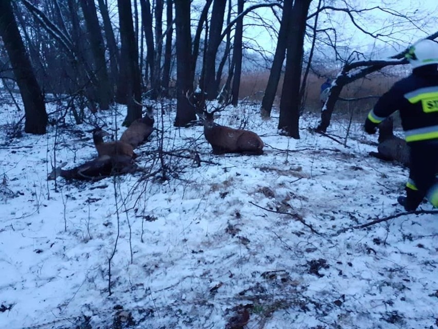 Akcja ratowania jeleni na jeziorze Ińsko w woj....