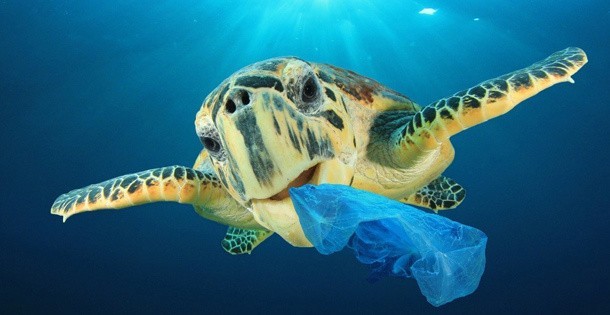 Morskie zwierzęta giną, bo zjadają śmieci takie jak...