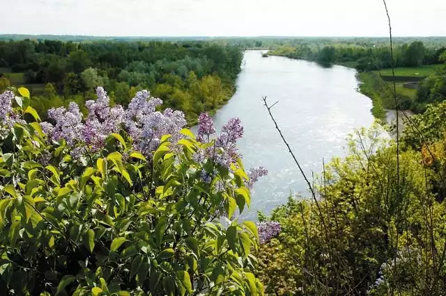 Bug w Drohiczynie. Widok z Góry Zamkowej. Dolina tej rzeki często jest odwiedzana przez turystów nie tylko z Polski, ale i z zagranicy.