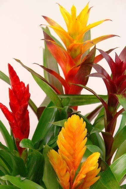 Guzmania, jak wszystkie bromeliowate, kwitnie tylko raz....