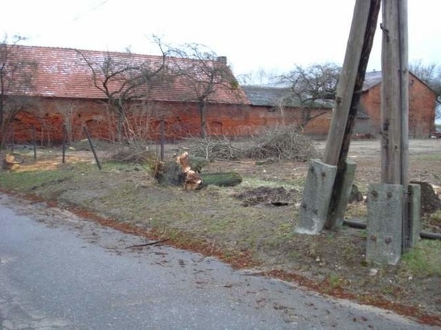 Wycięte drzewa na ul. Stawowej  w Byczynie