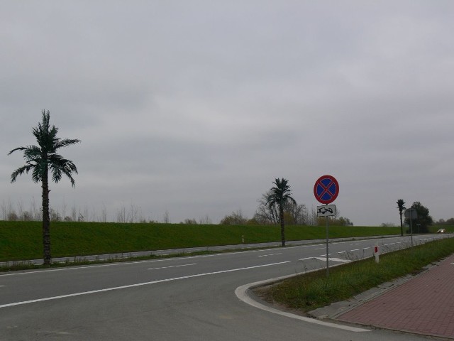 Zostały trzy palmy, które  nadal wyznaczają miejsce zjazdu z Wisłostrady nad Jezioro Tarnobrzeskie