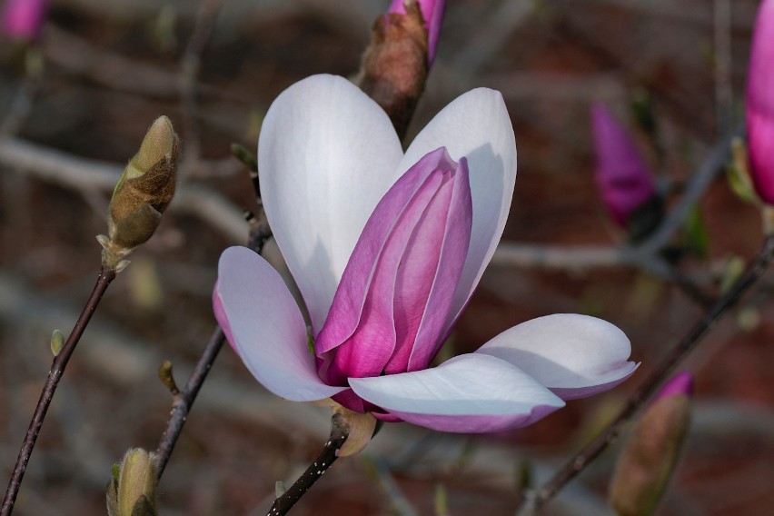 Piękny kwiat magnolii...