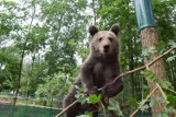 Niedźwiedzica Cisna zarobiła 750 tys. zł. ZOO w Poznaniu sprzedało jej wizerunek