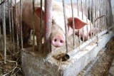 Ile kosztują świnie w Kujawsko-Pomorskiem? Podajemy stawki i prognozę