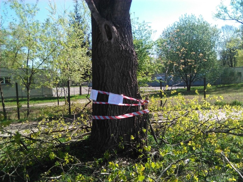 Kraków. Rzeź drzew na Grzegórzkach. Urzędnicy zapowiadają kontrolę [ZDJĘCIA]