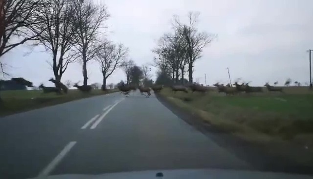 Internauta Szymon przysłał nam film, na którym stado jeleni przebiega przed jego samochodem na drodze wojewódzkiej nr 454 niedaleko Świerczowa w powiecie namysłowskim. Zwierząt było dużo, kierowca musiał prawie zatrzymać samochód, żeby nie doszło do wypadku.