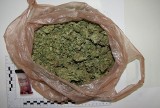 Marihuana na pół tysiąca działek. Właściciel zatrzymany