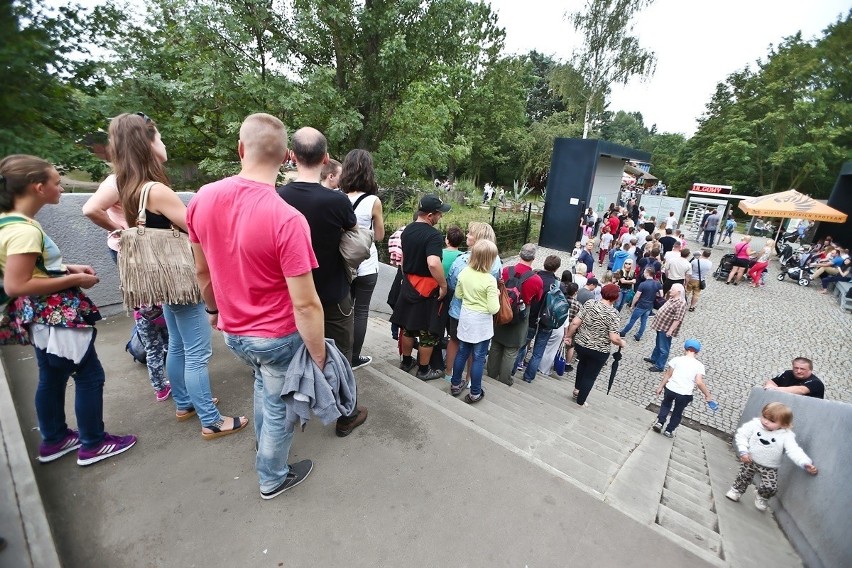 W weekend kolejki do zoo ciągnęły się sprzed kas przez...