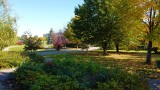 Piękna złota jesień w Połańcu. Zobaczcie wyjątkowe zdjęcia z drona (GALERIA)