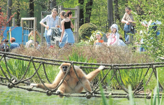 Po wprowadzeniu karty rodzinnej dochody z biletów wstępu do zoo wzrosły. Dyrekcja zastrzega jednak, że wpływ miała na to nie zwiększona liczba sprzedanych biletów, ale podwyżka cen.