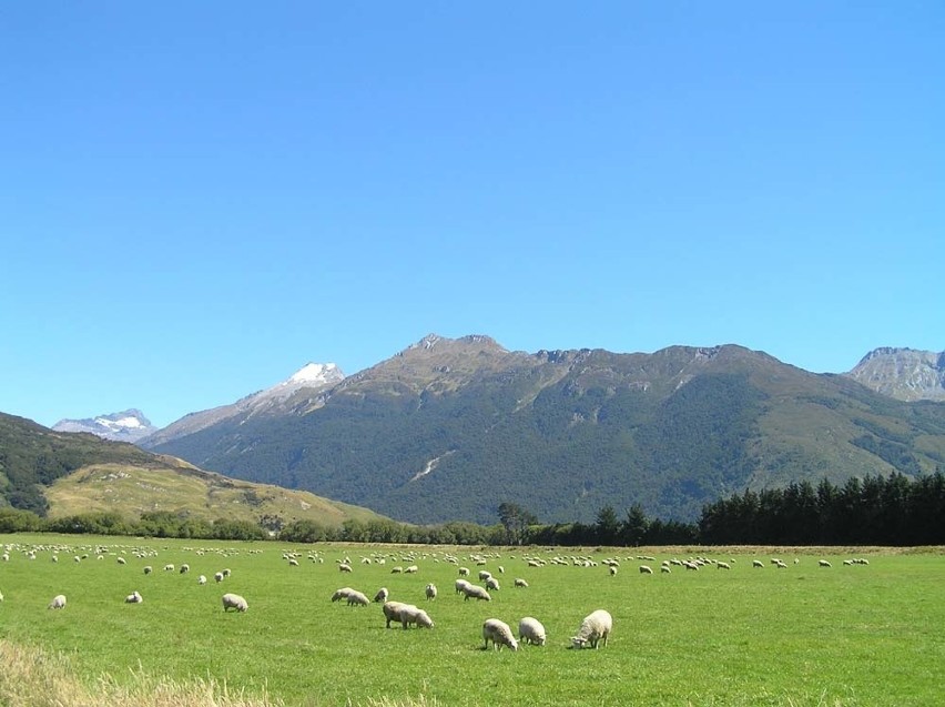 Nowa Zelandia
wyspa poludniowa, wszechobecne owce