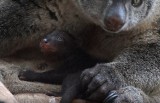 W zoo urodził się rzadko spotykany ssak - kuskus niedźwiedzi