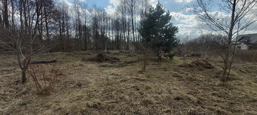 Pabianice. Nowy projekt ekologiczny na Zatorzu. Zamieszkają tu... pszczoły. W planach jest też park