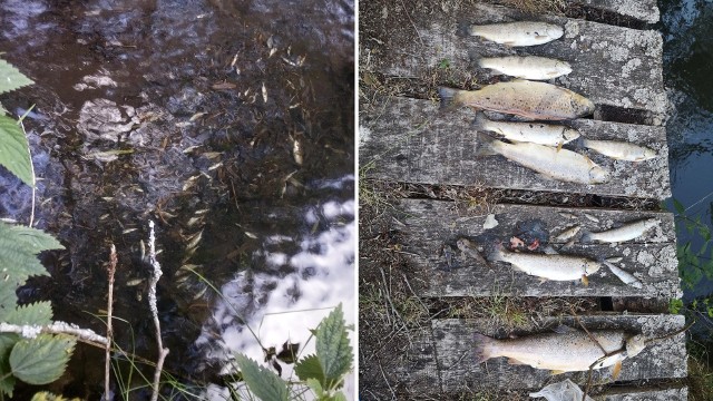 Rzeka Parsęta na odcinku od miejscowości Żarnowo w stronę Tychowa w powiecie białogardzkim została zatruta.