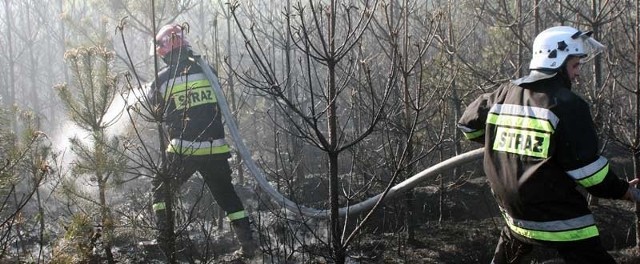 Strażacy z siedmiu jednostek walczyli z wczorajszym pożarem lasu.