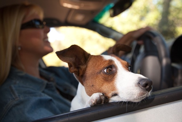 W Polsce przepisy o ruchu drogowym nie określają wprost jak kierowca powinien przewozić swojego psa. Pamiętajmy jednak, że nieodpowiedzialne i bezmyślne przewożenie czworonoga może mieć swoje konsekwencje / Fot. Archiwum