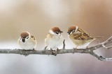 Jak karmić ptaki, by im nie zaszkodzić? Dokarmianie ptaków zimą. Pamiętajmy zimą o skrzydlatych przyjaciołach 8.02.2021