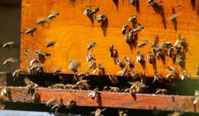 Zgnilec amerykański to groźna choroba pszczół