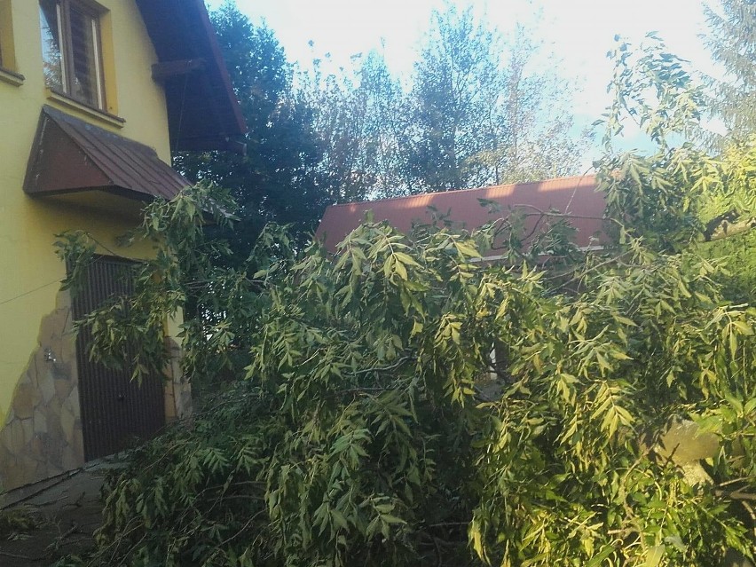 Drzewo spadło na posesję w Nakle. Uszkodzony dach domu