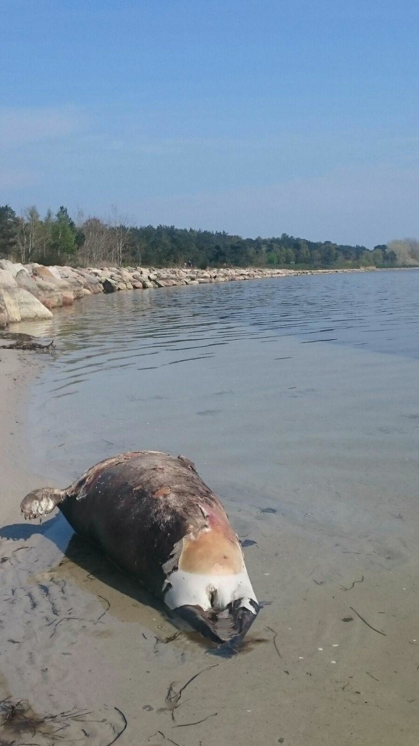 Martwa foka na plaży w Kuźnicy. Zatoka Pucka wyrzuciła na...
