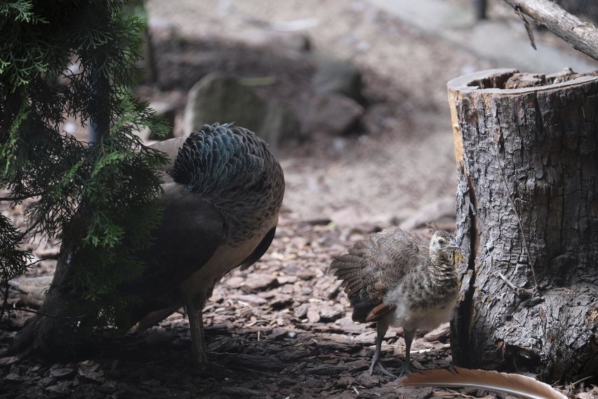 Zmiany w Ogrodzie Zoobotanicznym w Toruniu. Będą tańsze ceny biletów!