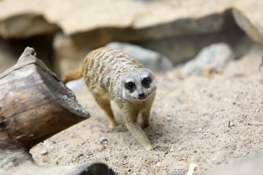 Zmiany w Ogrodzie Zoobotanicznym w Toruniu. Będą tańsze ceny biletów!