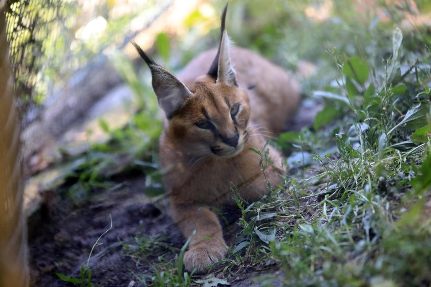 Zmiany w Ogrodzie Zoobotanicznym w Toruniu. Będą tańsze ceny biletów!