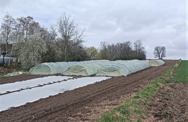 Wiosną podproszowickie pola zapełniają się foliowymi tunelami