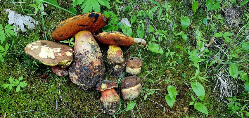 W świętokrzyskich lasach są już pierwsze grzyby. Jakie skarby możemy znaleźć? Niektóre da się smażyć jak nuggetsy! Zobaczcie