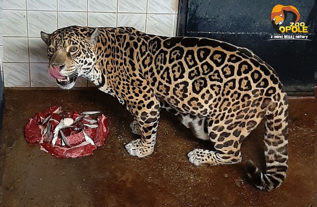 Ma 21 lat. Jaguarzyca z opolskiego zoo dostała urodzinowy przysmak.