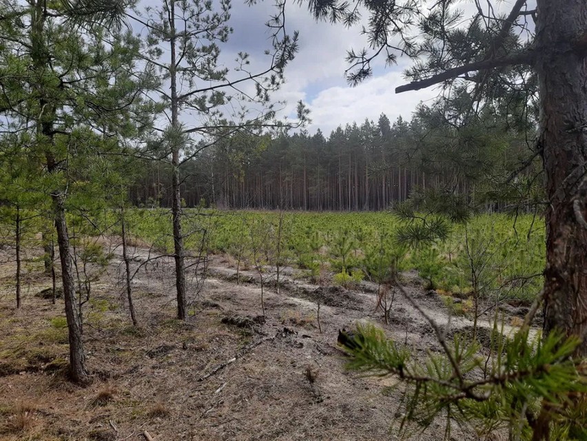 99 800 m² lasu sosnowego w Borach Tucholskich w miejscowości...