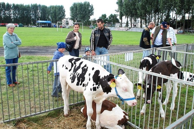 Wystawa bydła mlecznego w Dobrem