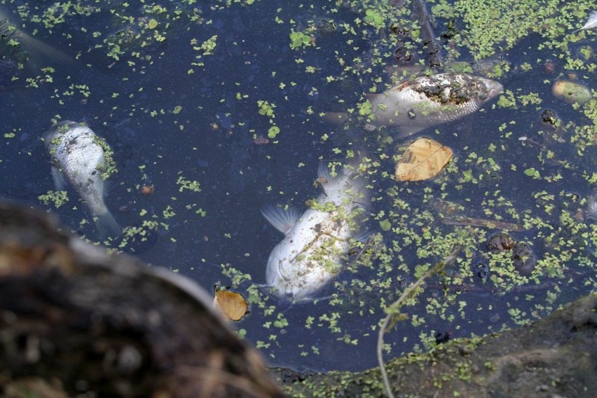 Setki śniętych ryb we wrocławskiej Odrze. Zabiły je upały