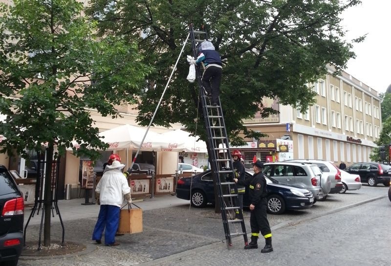 Lipowa: Pszczoły zaatakowały centrum. Rój na drzewach i samochodzie (zdjęcia, wideo)
