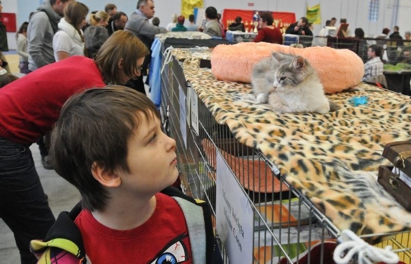 Małe kocięta rasy main coon zrobiły na zwiedzających...