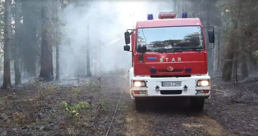 Pożar lasu w Puszczy Białowieskiej