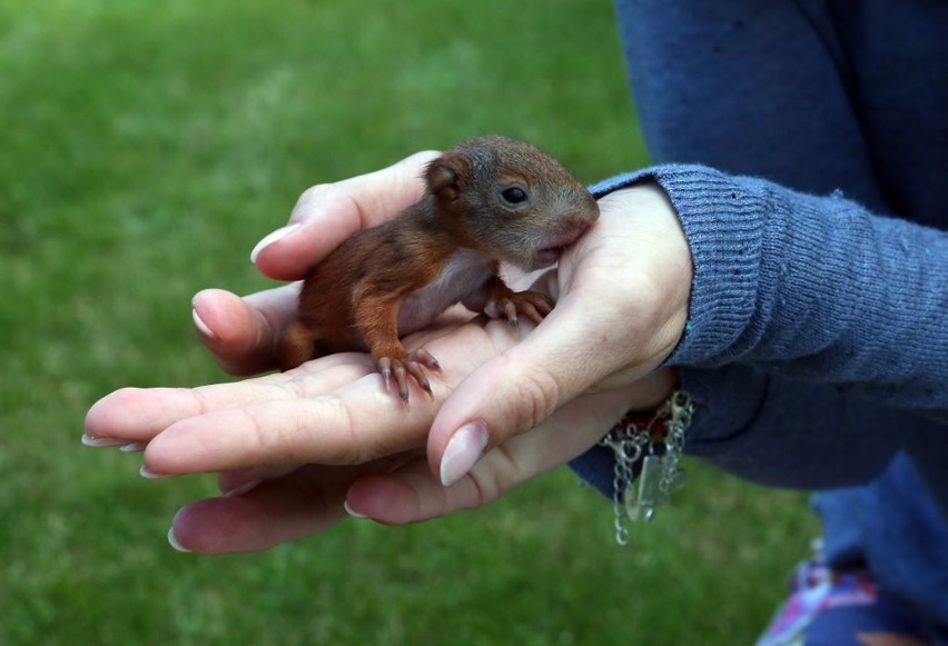 Malutkie wiewiórki trafiły do Dzikiej Ostoi [zdjęcia, wideo]