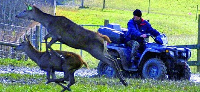 Chociaż jelenie z fermy w Rudziach są już częściowo udomowione, Bartłomiej Dmuchowski musi od czasu do czasu okiełzać ich temperamenty