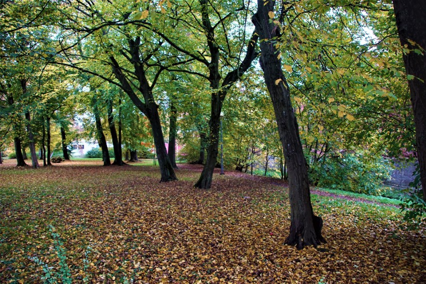 Sławieński park w jesiennych barwach to idealne miejsce na...