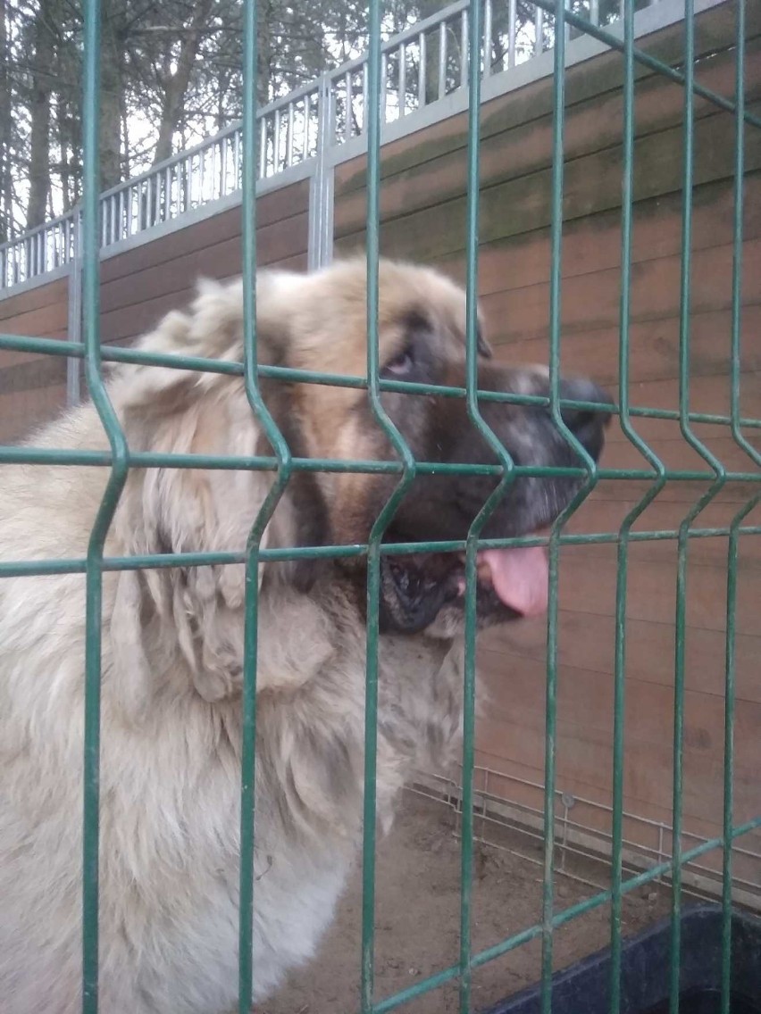 Zbiórka dla kościerskiego Schroniska dla Zwierząt Fundacji Animalsi po głośnej sprawie z udziałem byłego senatora PiS zakończona sukcesem!  