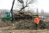 Ruszyły prace przy budowie nowych mostów Swojczyckich. Trwa wielka wycinka drzew w parku nad Odrą