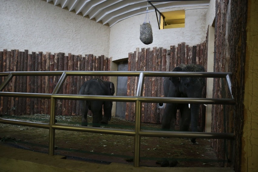 Słonie Scott i Ned przyjechały do chorzowskiego zoo