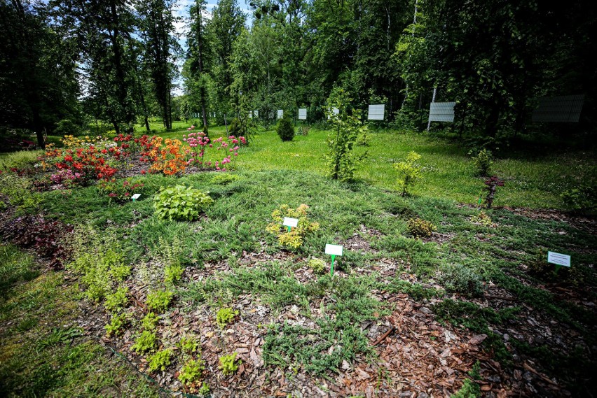 Ogród botaniczny w Radzionkowie. Wstęp bezpłatny....