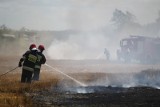 Pożar zboża pod Stęszewem. Strażacy walczą z ogniem