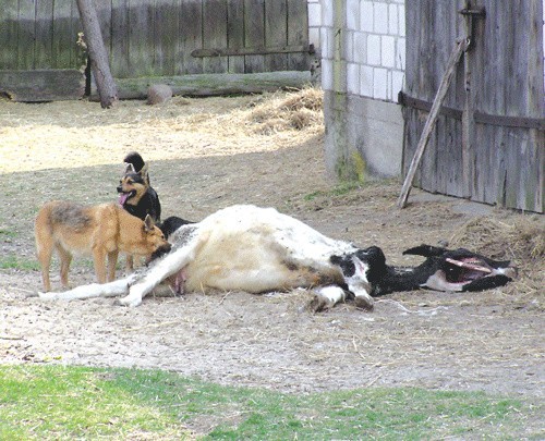 Gdy odwiedziliśmy gospodarstwo, padłe zwierzę było rozszarpywane przez psy