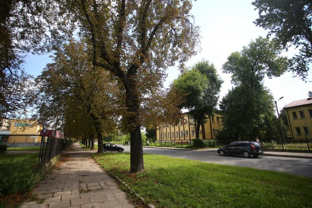 Piękne kasztanowce powinny być jeszcze zielone o tej porze roku, ale już schną. Tak jest choćby na ulicy Beliny - Prażmowskiego.